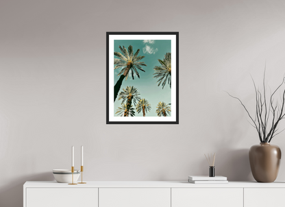 Palm Tree