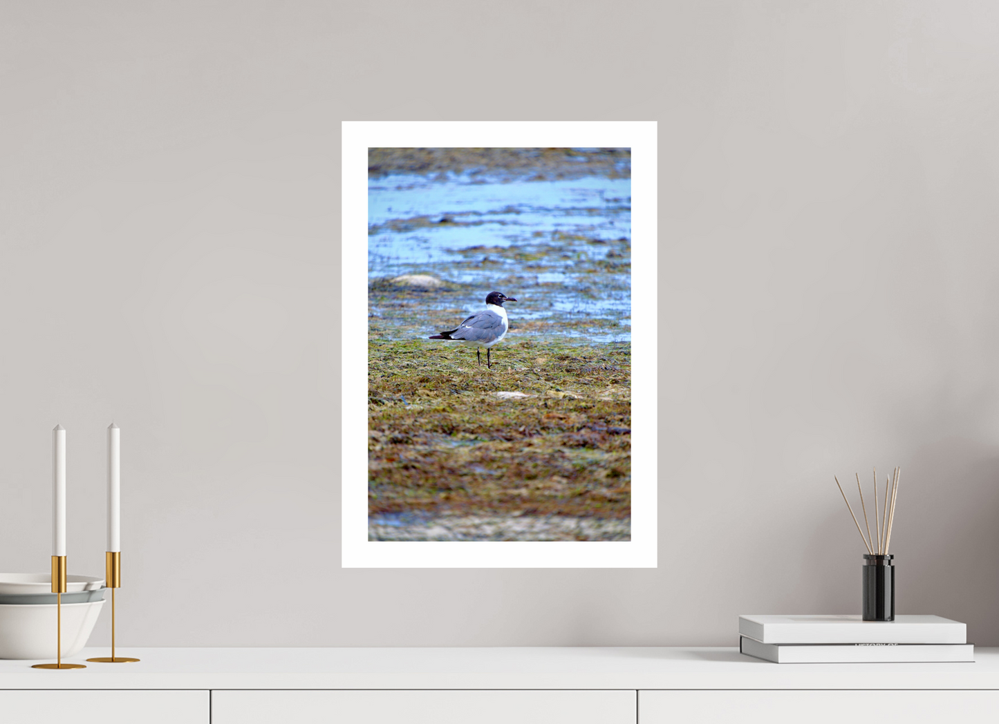 Laughing Gull