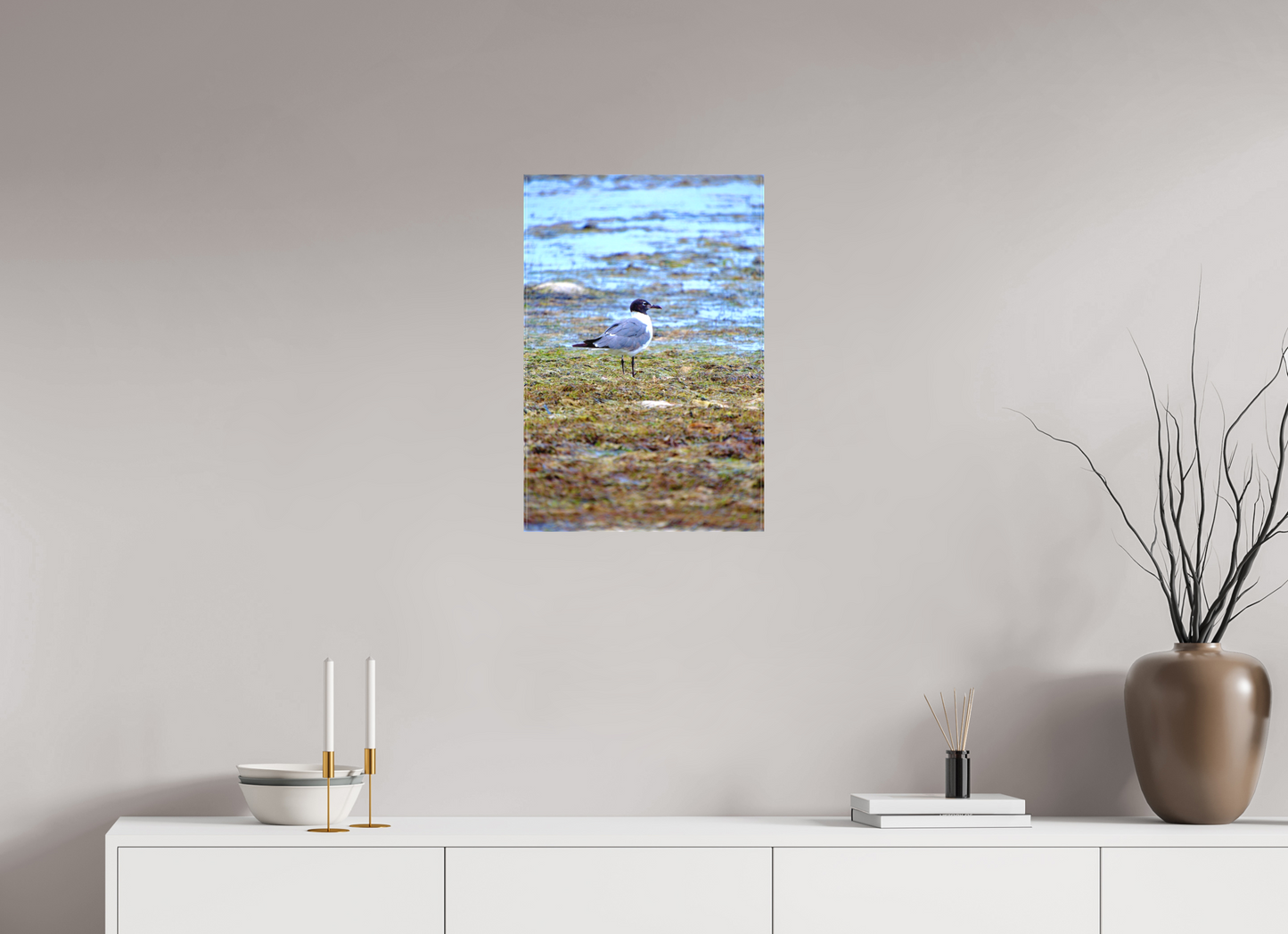 Laughing Gull