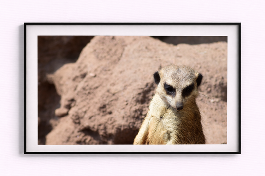 Timon