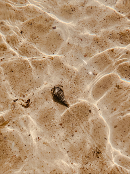 Shell