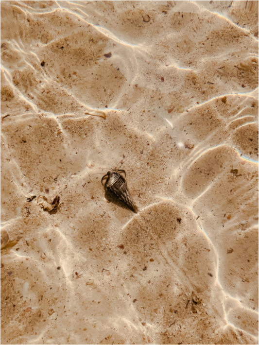 Shell