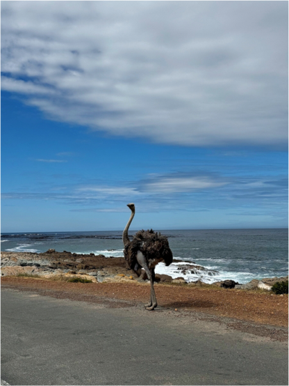 Ostrich