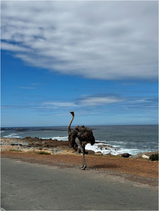Ostrich