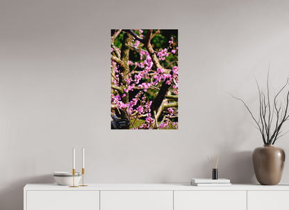 Hanami