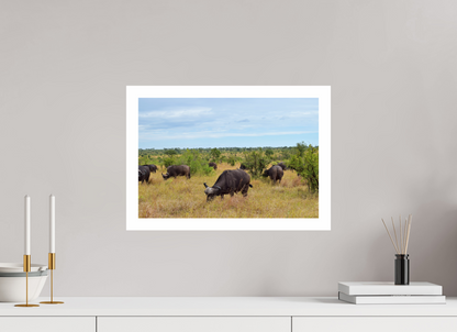 Buffalo