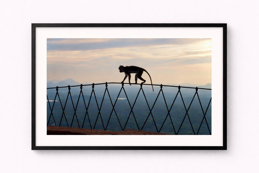 Monkey 007