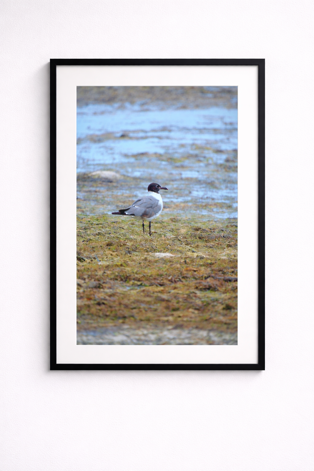 Laughing Gull