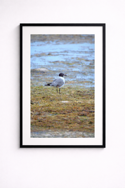 Laughing Gull