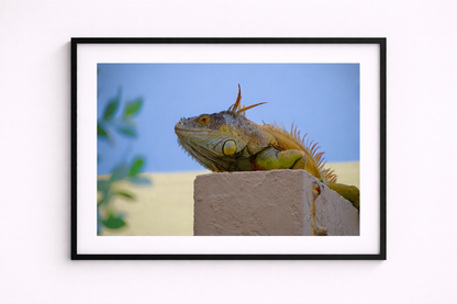 Iguana Iguana