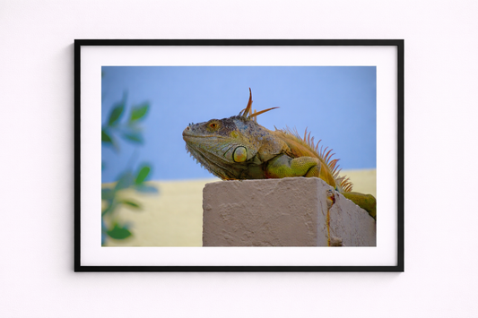 Iguana Iguana