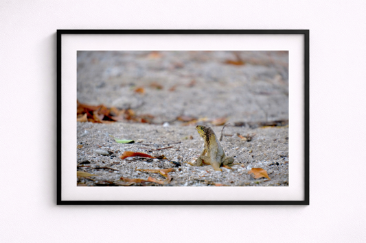 Florida Siren