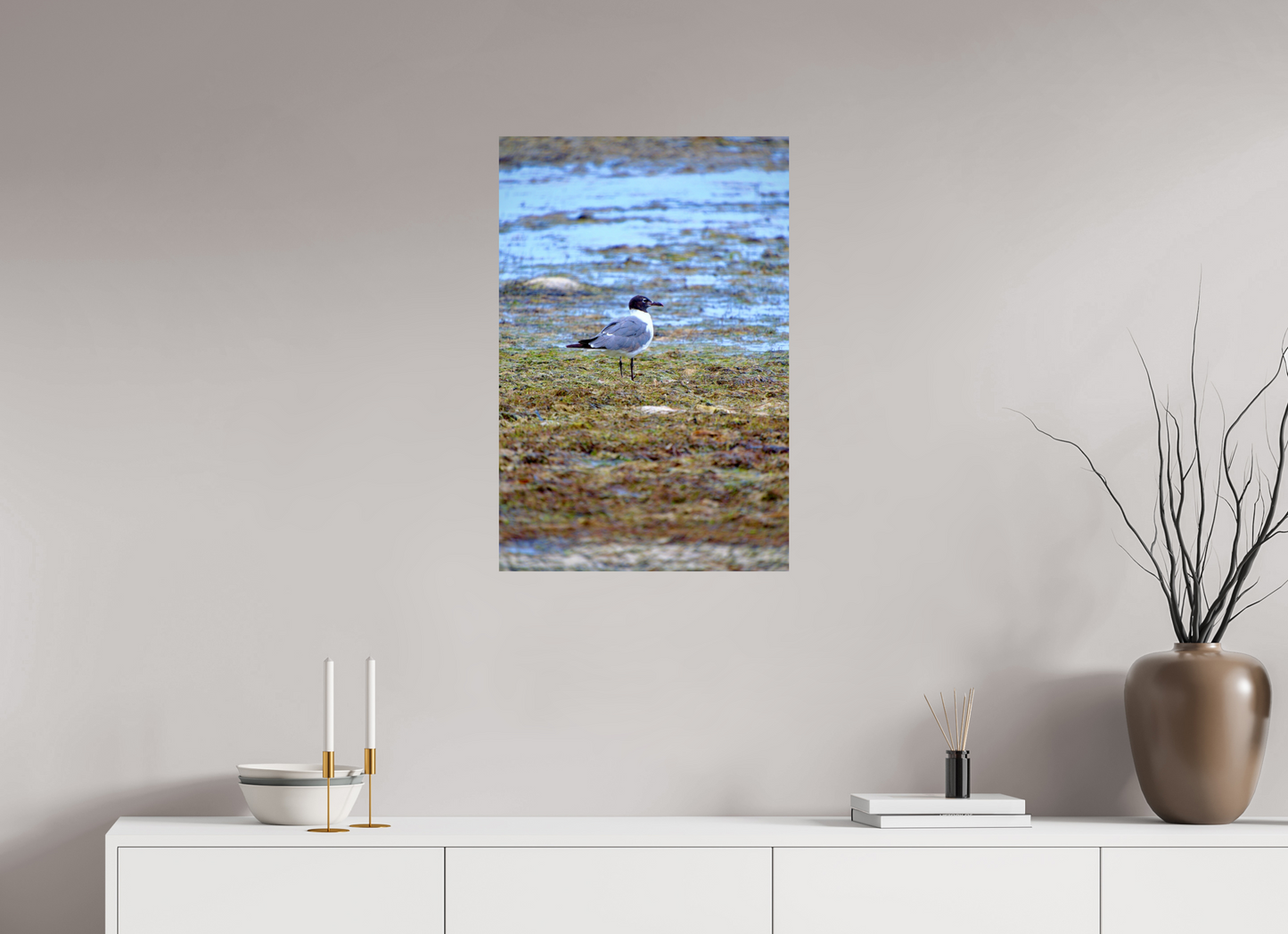 Laughing Gull