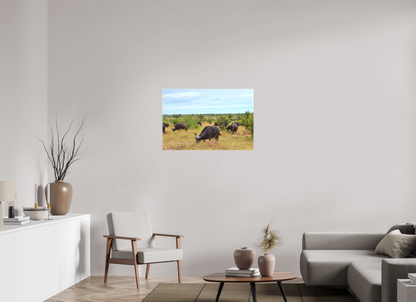 Buffalo