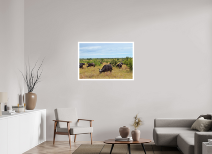 Buffalo
