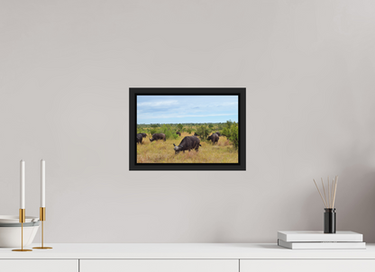 Buffalo