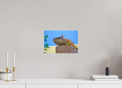 Iguana Iguana