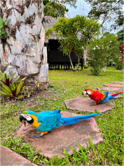 Walking Parrot