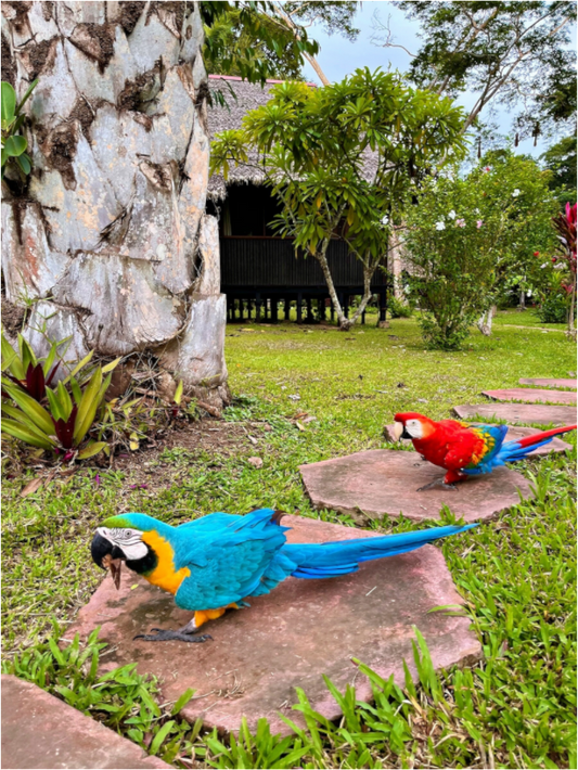 Walking Parrot