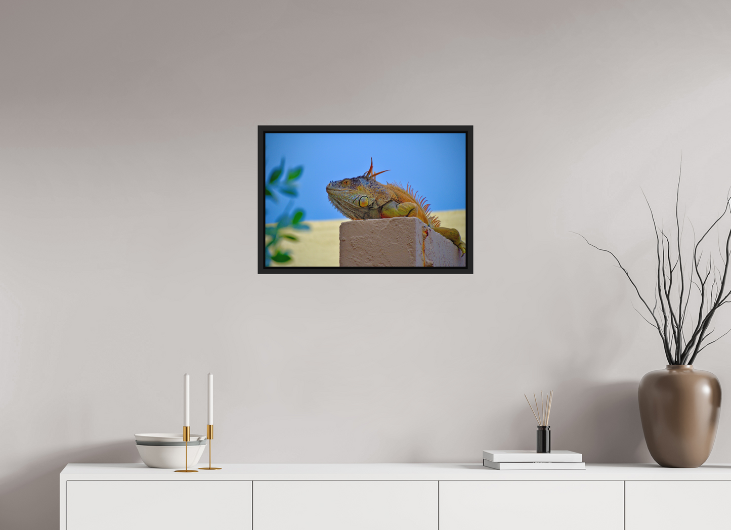 Iguana Iguana