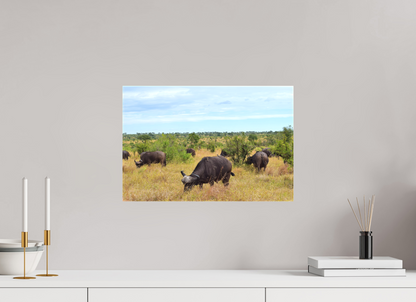 Buffalo