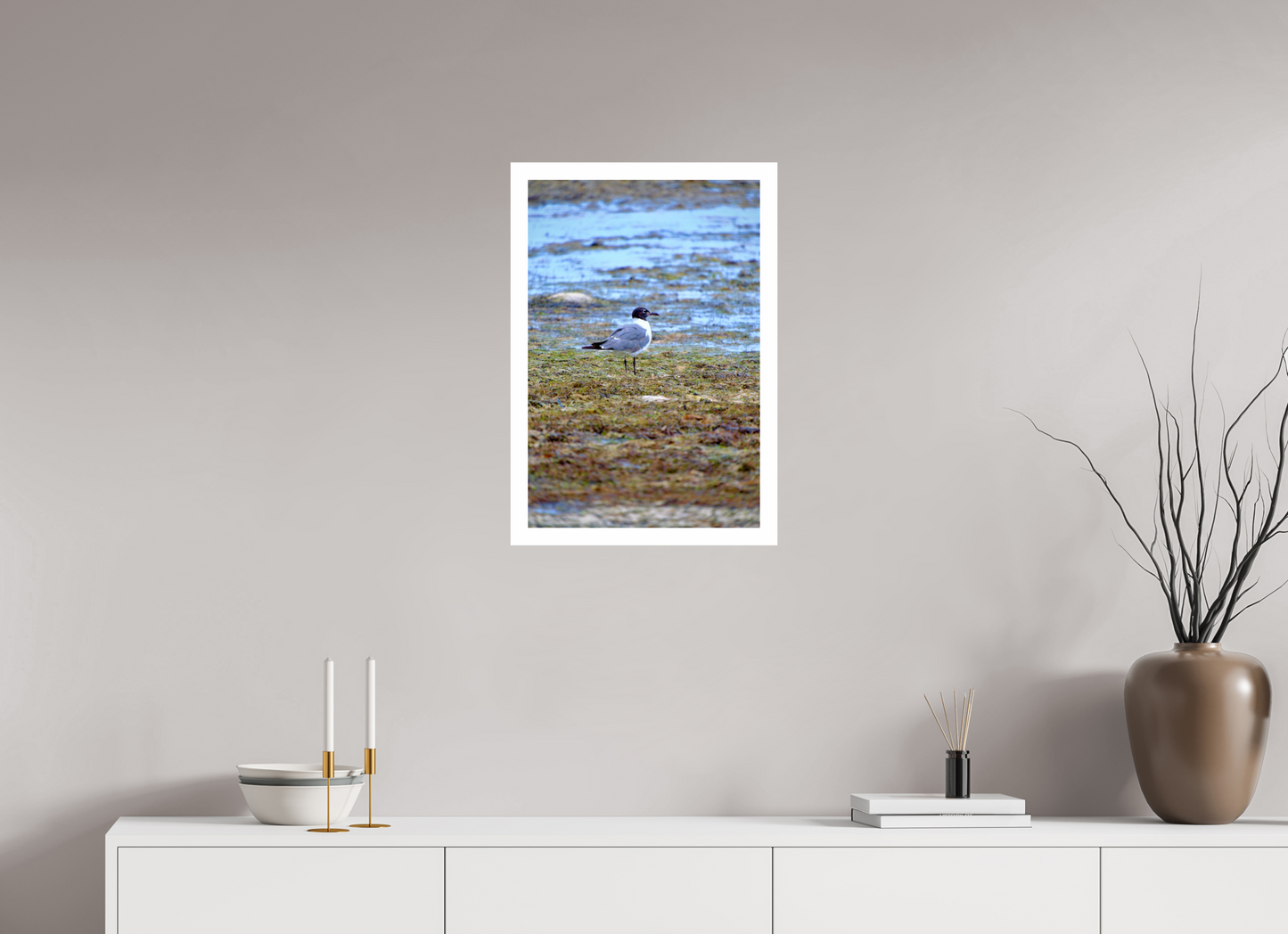 Laughing Gull