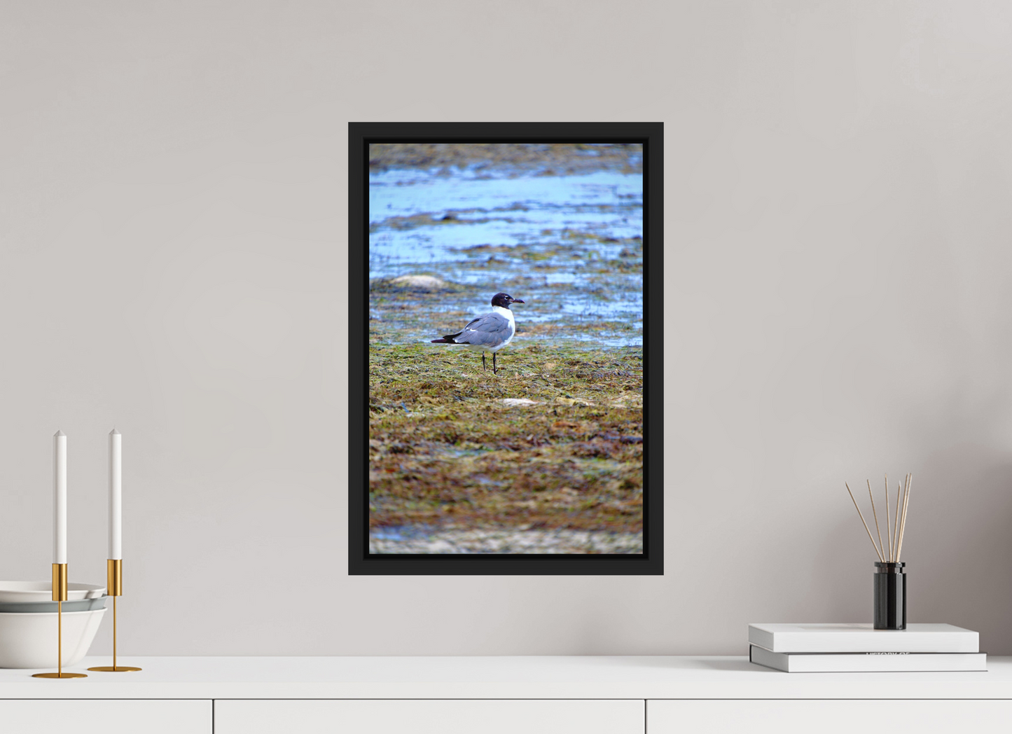 Laughing Gull