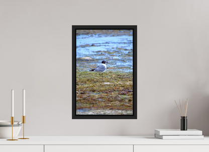 Laughing Gull