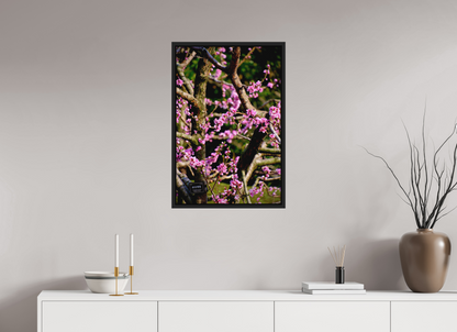 Hanami