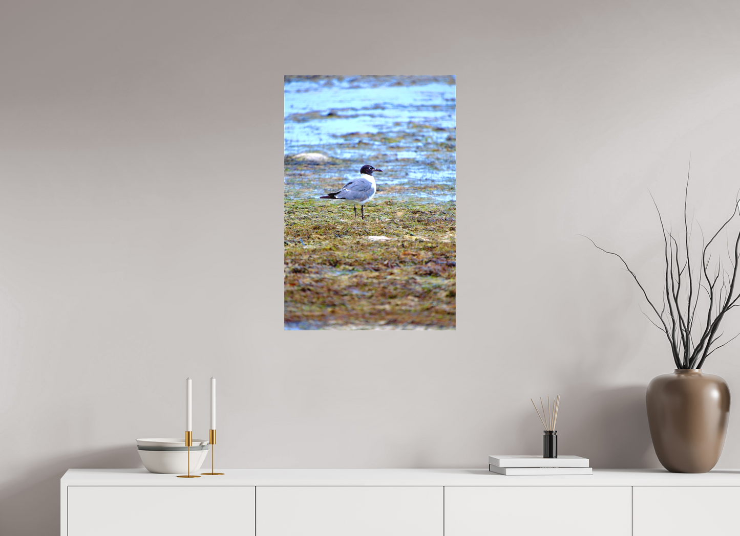 Laughing Gull