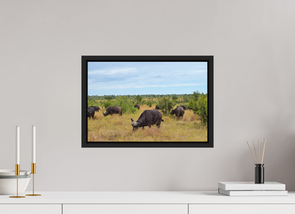Buffalo