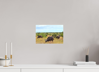Buffalo
