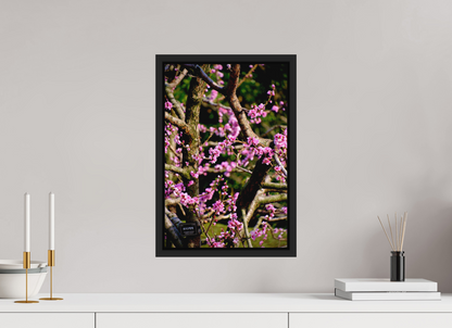Hanami