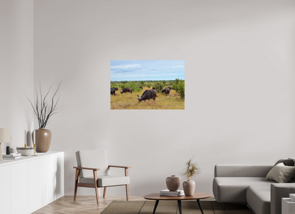 Buffalo