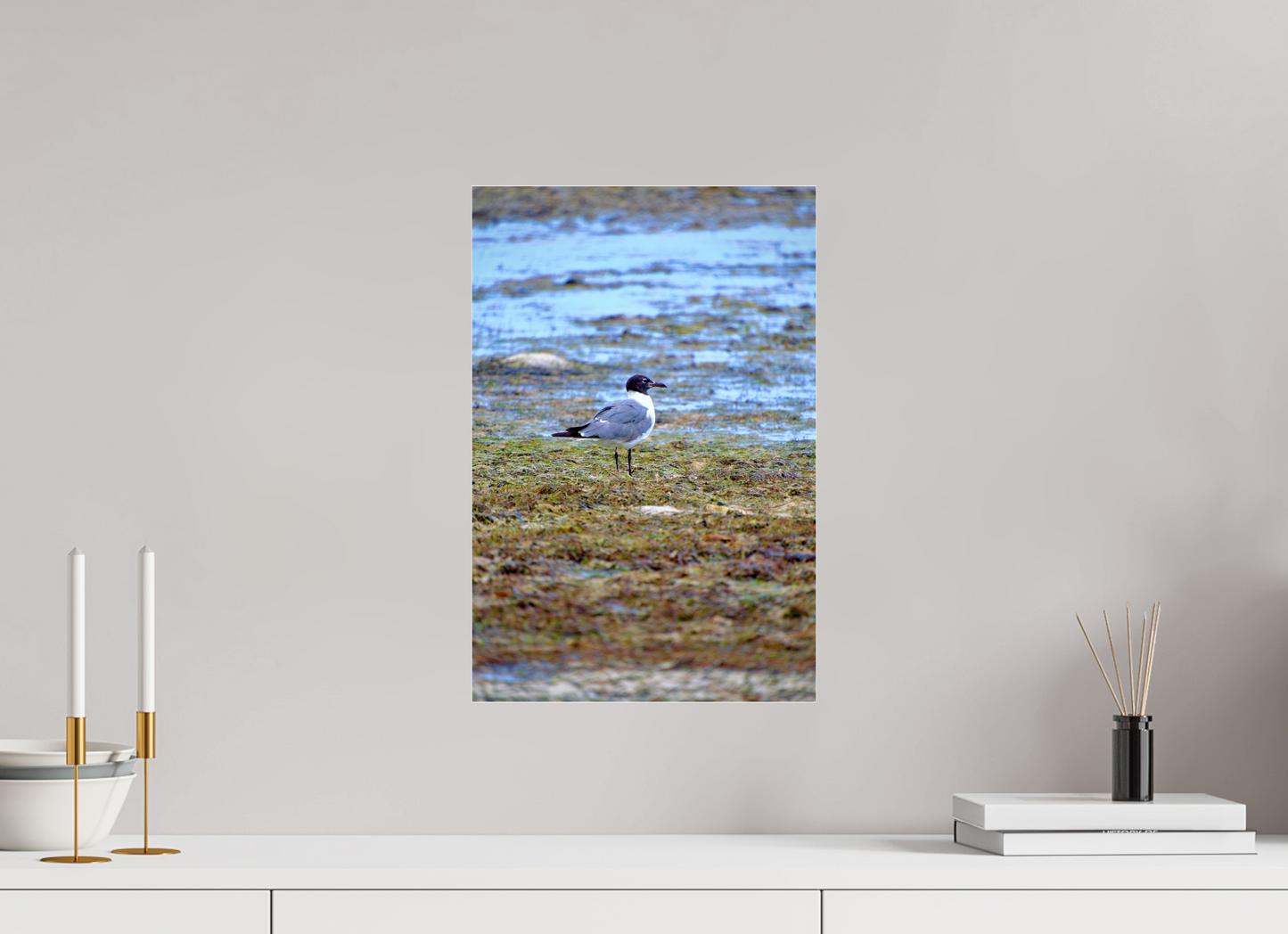 Laughing Gull
