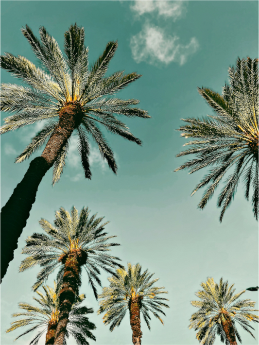 Palm Tree