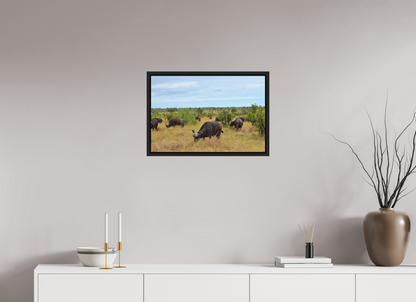 Buffalo
