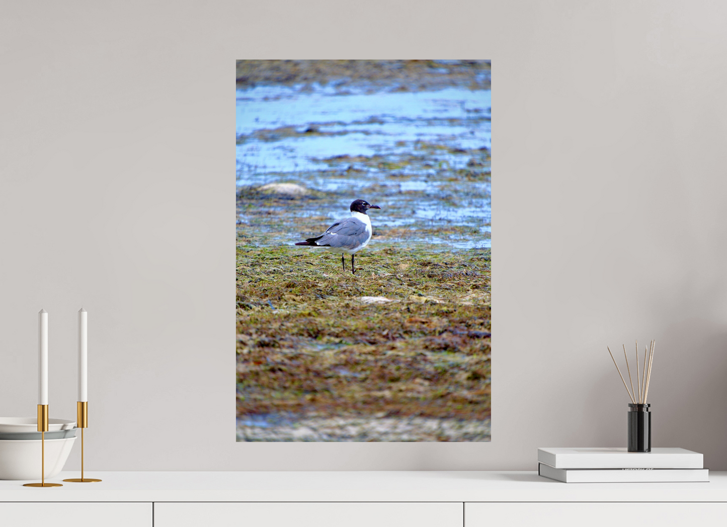 Laughing Gull