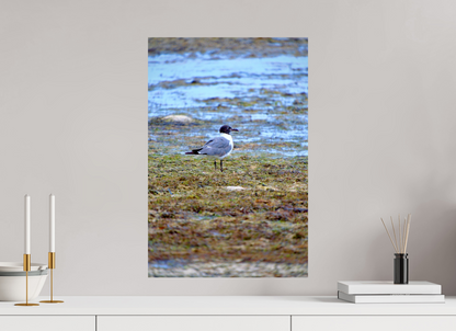 Laughing Gull