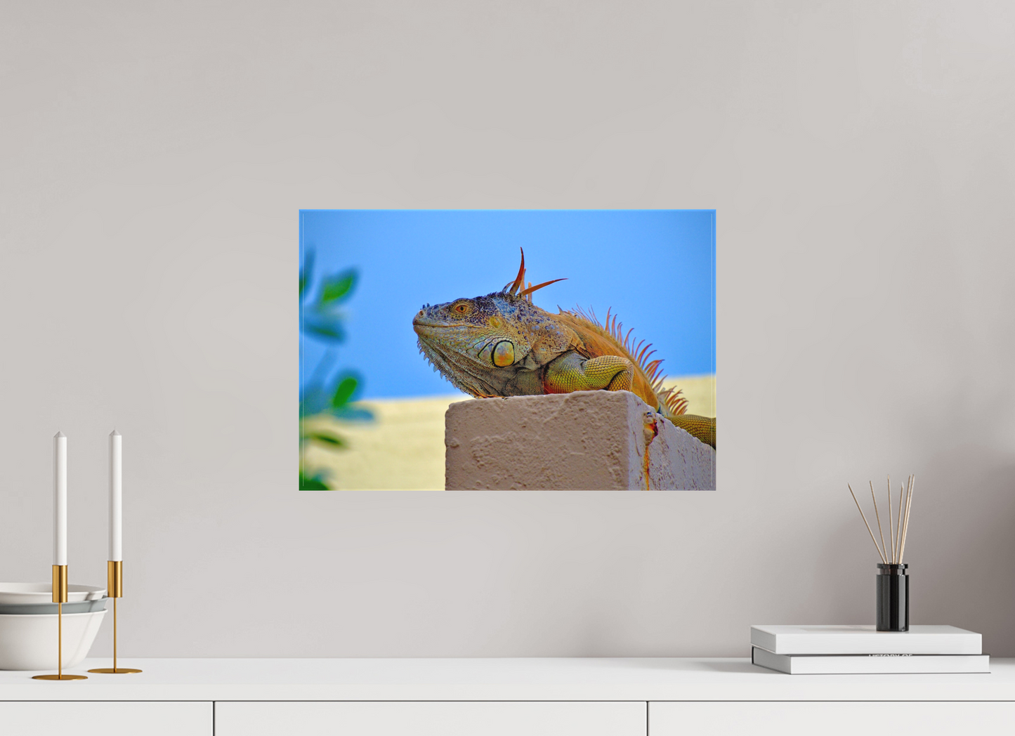 Iguana Iguana