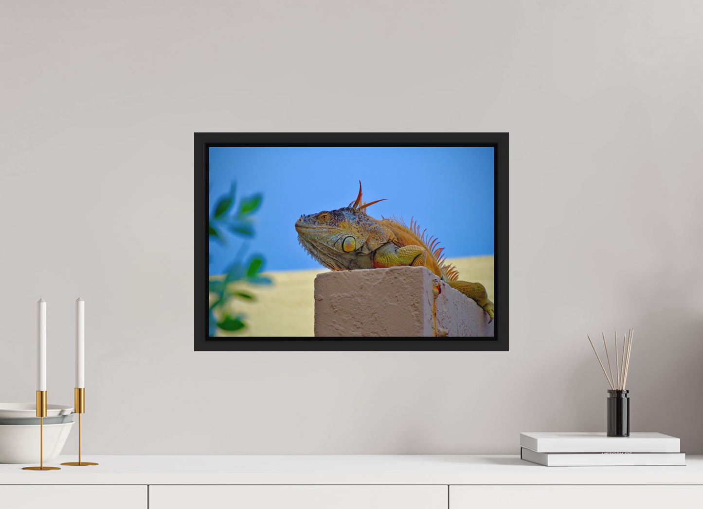 Iguana Iguana