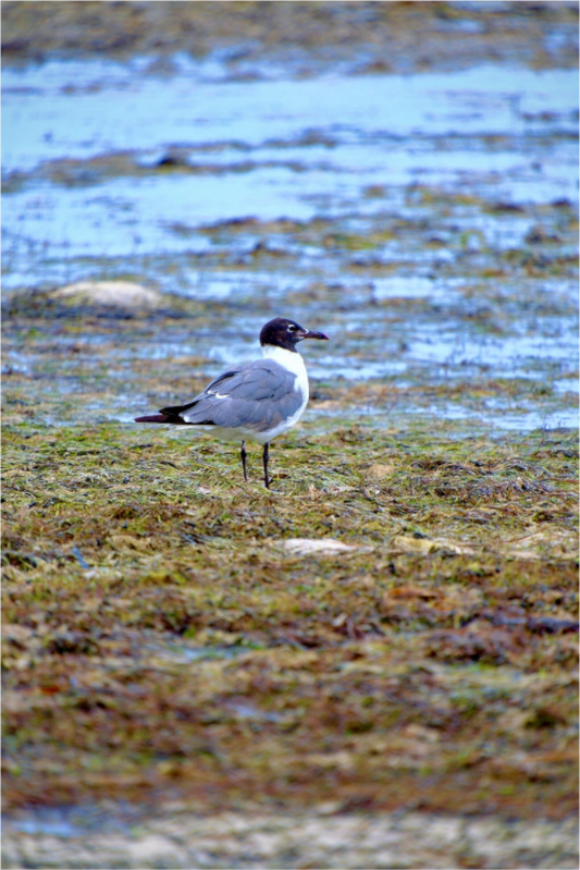 Laughing Gull