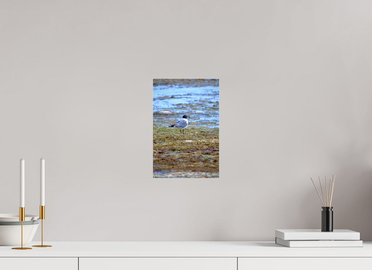 Laughing Gull