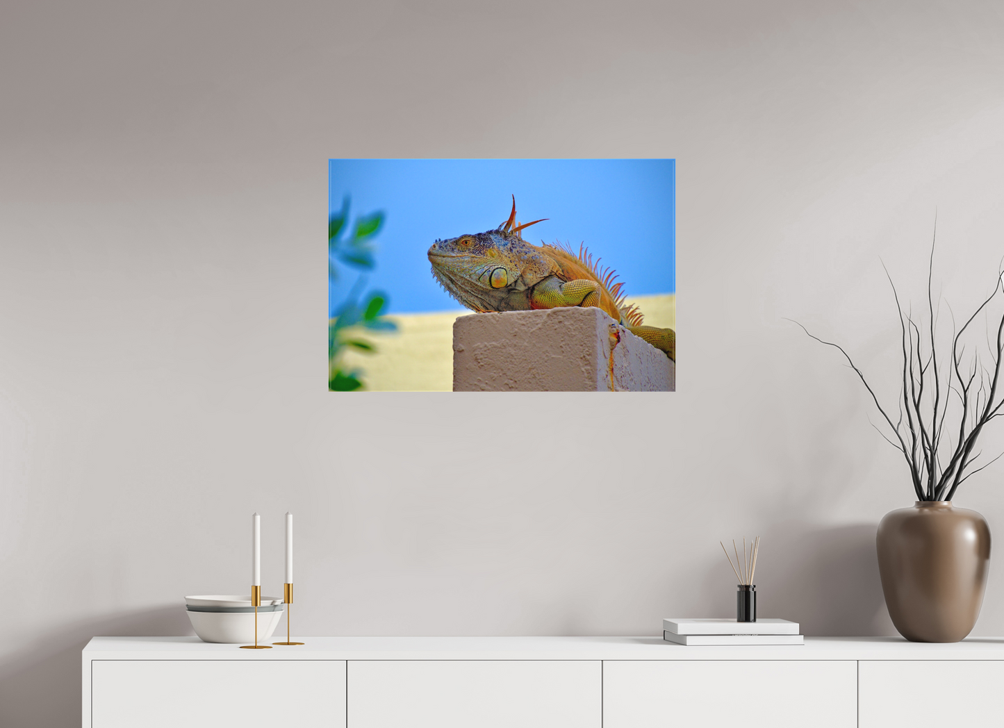 Iguana Iguana