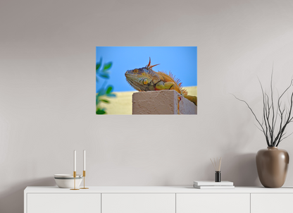Iguana Iguana